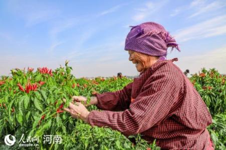 柘城辣椒再得“金牌”&nbsp;获评国家农产品地理标志