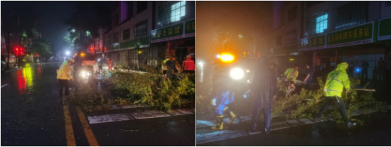 树木倾倒阻道路  广东博罗交警徒手清障保畅通